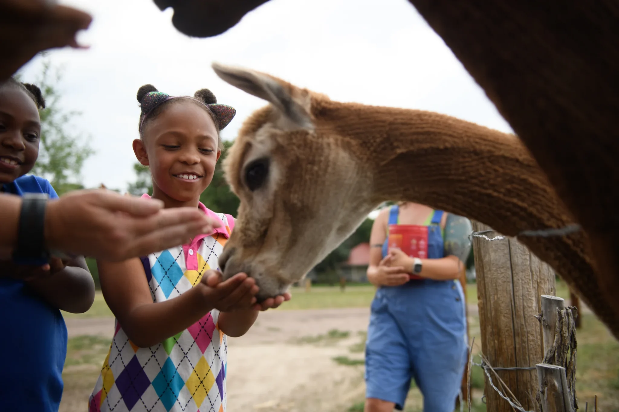 Child feeding an animal at a foster family support event.