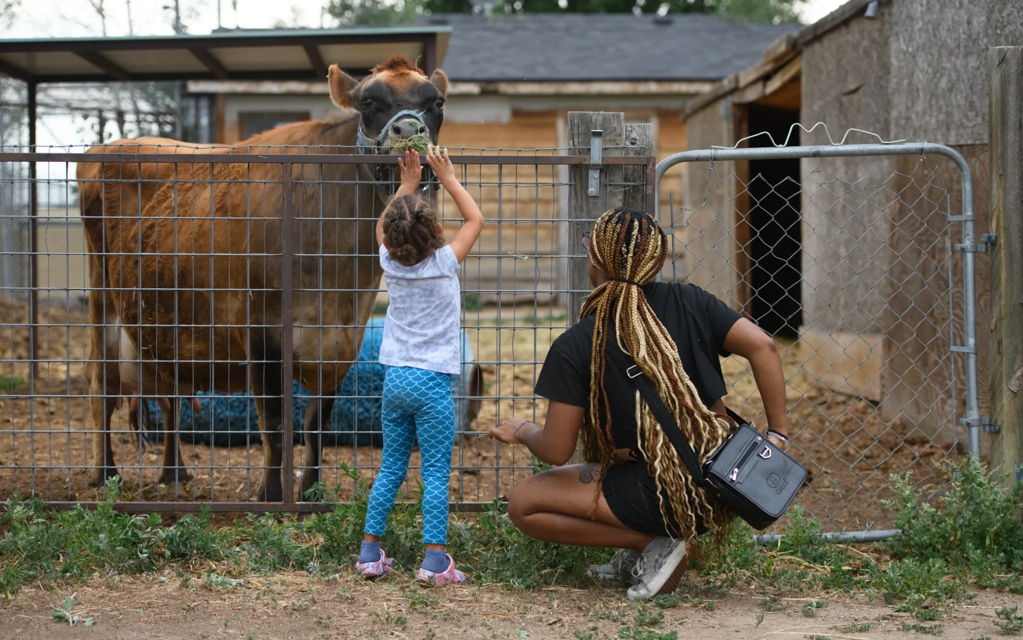 Child and adult fostering a bond with a cow, symbolizing support from volunteers in foster families.